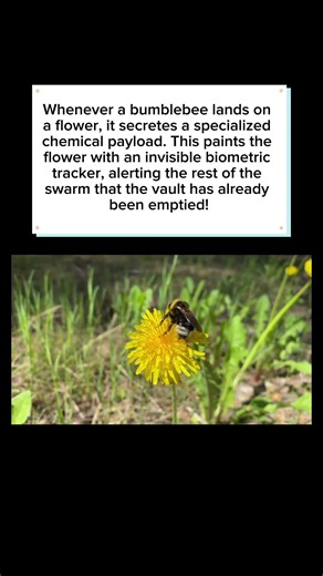Bumblebees Are Not Just Cute Bugs #nature #insects #facts