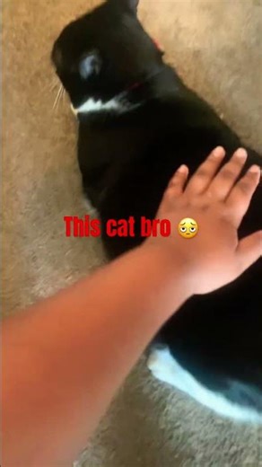 Bro this cat flashed me #cat #cats #catss #catshorts #fypp