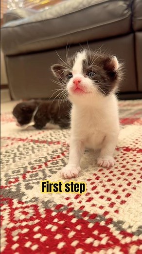 3 week old kittens taking their first steps.