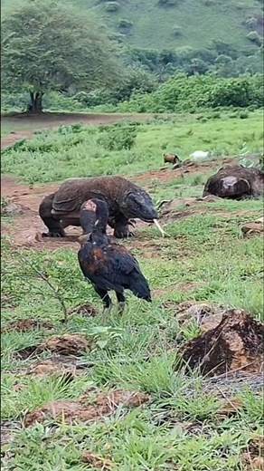 How does the Komodo dragon trick the chicken in front of him?