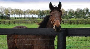 Best Wire Fencing for Horses (Types, Benefits, Tips, etc.) - Horse Rookie