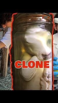 Cloning a Sheep in a DNA Laboratory🧬🐑(Full Video)