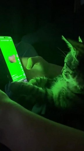 Epic Cat Reactions to Cat Brainrot Moments!😱