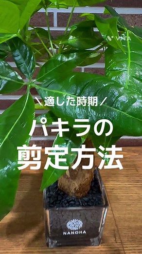 パキラの剪定方法と適した時期を解説✂️