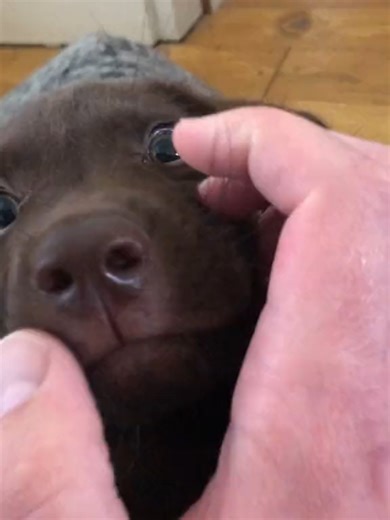 sam_labrador.24 on TikTok