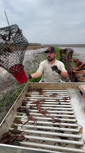 Did you know that having catfish in your crawfish pond can actually be detrimental to your crawfish population? Here are ten reasons why you may want to consider keeping these two species separate: 1 Catfish prey on young crawfish, reducing their numbers and hindering population growth. 2 Catfish can consume the same food as crawfish, reducing the amount of available food and stunting their growth. 3 Catfish can stir up sediment and disturb the ecosystem of the pond, which can negatively impact 