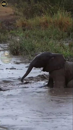 Baby Elephant’s Sound in Nature | Cute & Pure Wildlife Moments 🐘 #original #wildlife#elephant