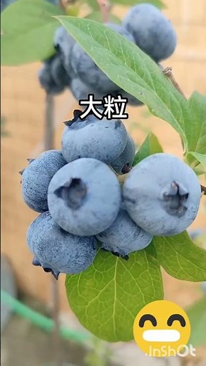 ブルーベリーの育て方やり:乾燥に非常に弱いので、土の表面が乾いたら鉢底から水が出るまでたっぷりと。夏場は朝・夕の2回行うことも。ピートモス主体の土は一度乾くと水が入りにくいので注意。﻿肥料:植え付け後