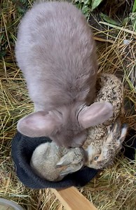 58K views · 4.6K reactions | There has always been something unique and very special about Brightside. Everyone gets along, new animals are welcomed by resident animals. This is the moment I introduced Nelson the baby hare and his friend Basil the baby rabbit to tiny weeny Stevie who is a very young baby rabbit who’s siblings were all killed. She was the lone survivor. Now she has a new family 殺殺 | Brightside Farm Sanctuary | Facebook