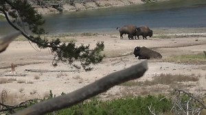 Yellowstone National Park is an experience, especially when you see the wildlife
