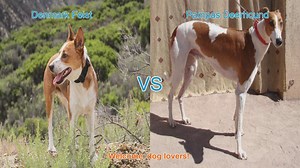 Dog Breed Showdown: Denmark Feist vs. Pampas Deerhound