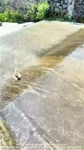 The Fish I Caught Just Slipped Away!
