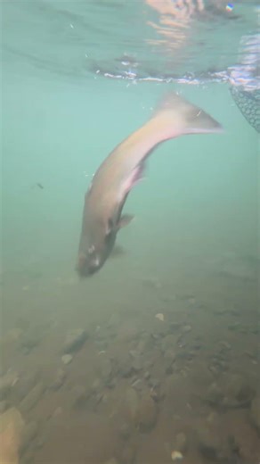 UNDERWATER RELEASE OF A STEELHEAD: David Johnson on the West Coast of Oregon