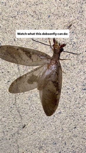 Gwendolyn Erdosh on Instagram: "Dobsonflies, (larvae are also known as hellgrammites) are insects in the order Megaloptera. They have impressive sexual dimorphism; males have a extremely elongated mandibles, whereas the females do not. I have seen lots of misinformation over the years about these insects. Though they do have a strange appearance (apparently terrifying to some) theyre not harmful whatsoever. In fact, theyre very beneficial predators in aquatic ecosystems. They are what we call an