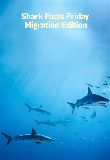 Learn about shark migration in this #sharkfactsfriday video🦈🧭