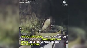 Same-sex penguin couple welcomes new addition to the family