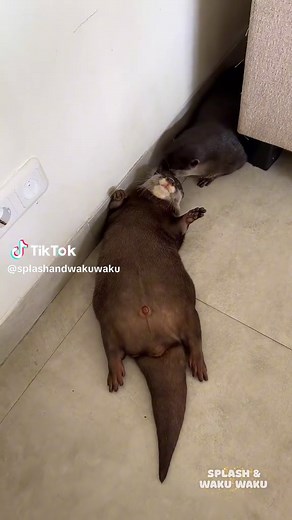 What to Do with Otters in Your Room
