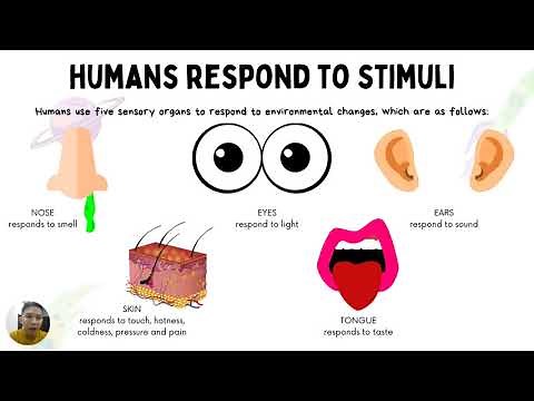 HUMANS RESPOND TO STIMULI SCIENCE YEAR 4