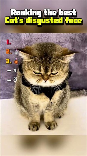 Ranking the best Cat's disgusted face