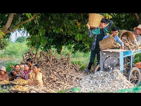 My Harvesting Cassava Season & Making Deep-Fried Cassava Recipe in village - Video Kitchen Foods