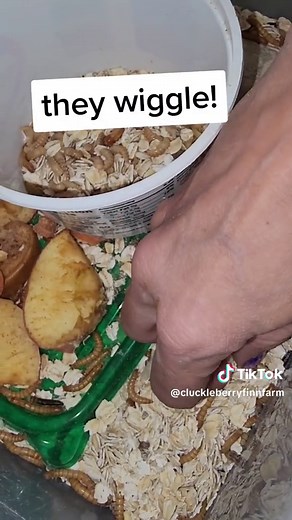 How to Start a Mealworm Farm: Step-by-Step Guide