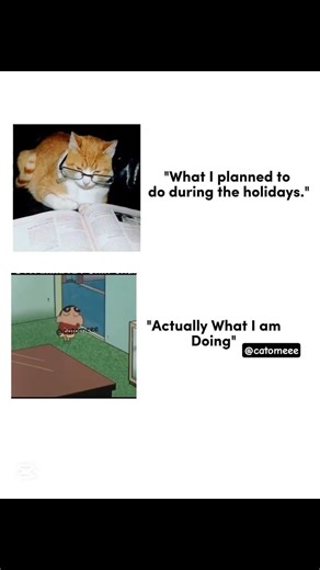 Expectations vs Reality🤣🤪 #cat #funny