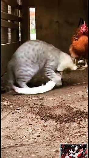 Tabby Cat vs Weasel in the Chicken Coop! 🐱⚡🦦 Wild Clash Inside the Coop #Shorts