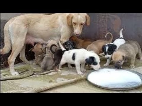I Saved 12 Abandoned Puppies & Their Mother 🐶💔 | Warm Shelter & Food for Street Dog Family