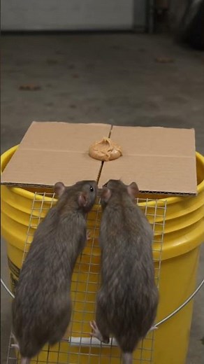 DIY Simple Cardboard Bucket Rat Trap That Works! 🐀📦 | Easy Mouse Trap