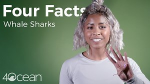 Here are some great facts about whale sharks! | 4ocean