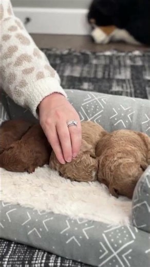 Lexie’s beautiful litter of F1B Mini Goldendoodle 🐾 #minigoldendoodle
