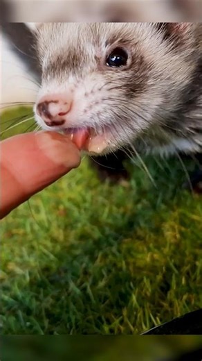 Ferret Refuses Raw Food? You’re Not Alone
