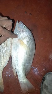 87K views · 833 reactions | Ek kilo k sath ek Pao free #latestfishmarketupdates #fishmarketkarachi #fypシ゚ #KarachiFish #karachifishery #silverpomfret #Sindh #snapper #seafoodlovers #redsnapper #fish #fishfry | Qasim Ocean Feast | Facebook