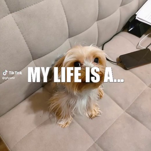 Adorable Yorkie Edits You Can't Miss