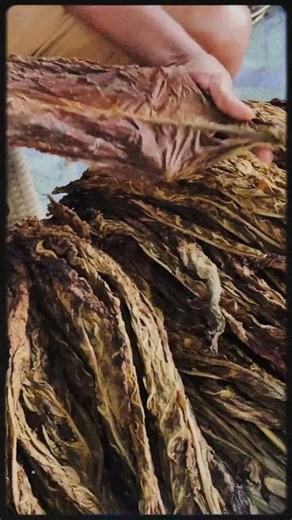 Authentic Festive Culture: Colombo Market Tour & Clay Pot Cooking