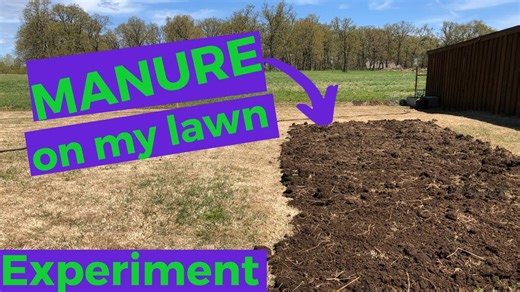 Manure on Lawn Experiment – Did It Actually Work