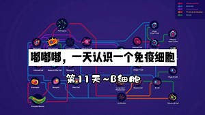 一天认识一个免疫细胞之B细胞