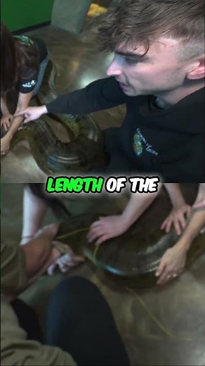 Measuring Our Longest Green Anaconda Snake!