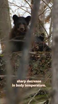 Black Bear Facts with Wild Kingdom and Dr. Rae