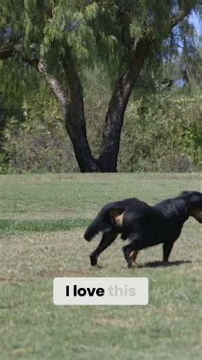 I love Beaucerons! My heart dog breed
