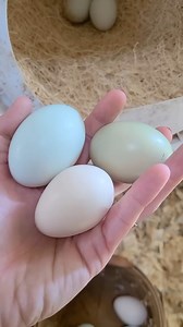 32K views · 605 reactions | Collecting eggs from the chicken coop讀 #BackyardChickens #chickens #hens #raisingchickens #chickenlife #homesteadlife #eggs #eggbasket | Gardening With Deea | Facebook