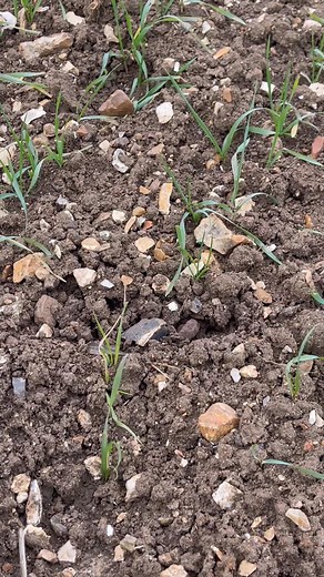 How quickly can you spot the find? It was a cold windy day in Essex on a friends permission when I stumbled upon this little beauty sitting just on the surface. What’s your best surface find? #metaldetecting | The Metal Detectives Group