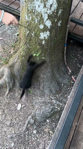 Igra s mačkama 😼🐾 Jedna već izrasta u velikog lovca! 🐯🔥