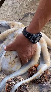 14K views · 85 reactions | big octopus #Amazing | Jocil tv | Facebook