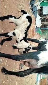 pure blood line male kid in sln sheep and goat farm Bangalore c8971625790