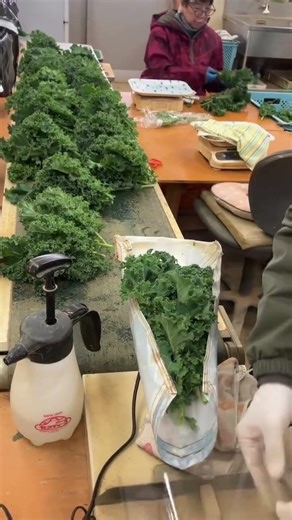 lettuce packaging processlettuce packaging process #shorts