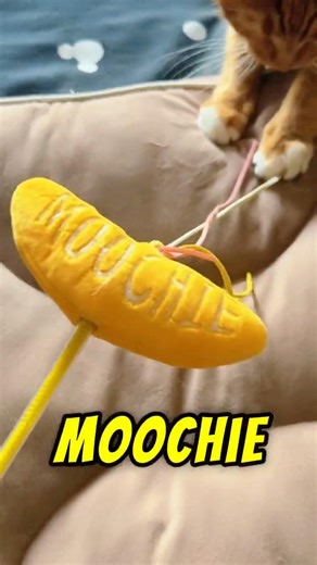 🍌 Moochie 😻
