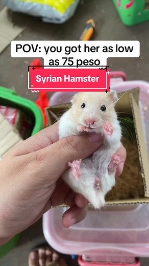 Get a Syrian Hamster for Only 75 Pesos! Limited Offer!