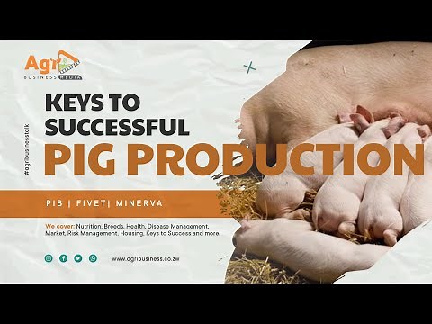 Profitable Pig Farming: Keys to Success in Pig Production