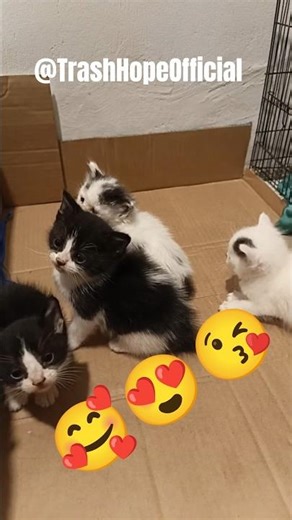Good night all #cat #kitten #cutekitten #funnycats
